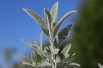 Silver Butterfly Bush