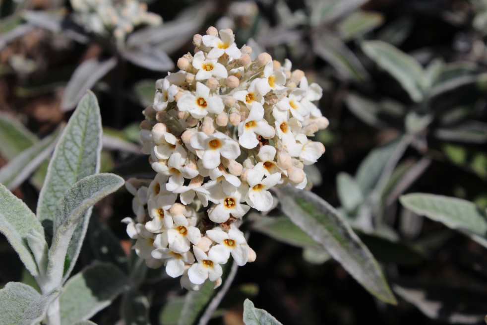 Silver Butterfly Bush