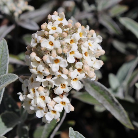 Arbre aux papillons argenté