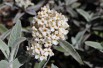 Silver Butterfly Bush