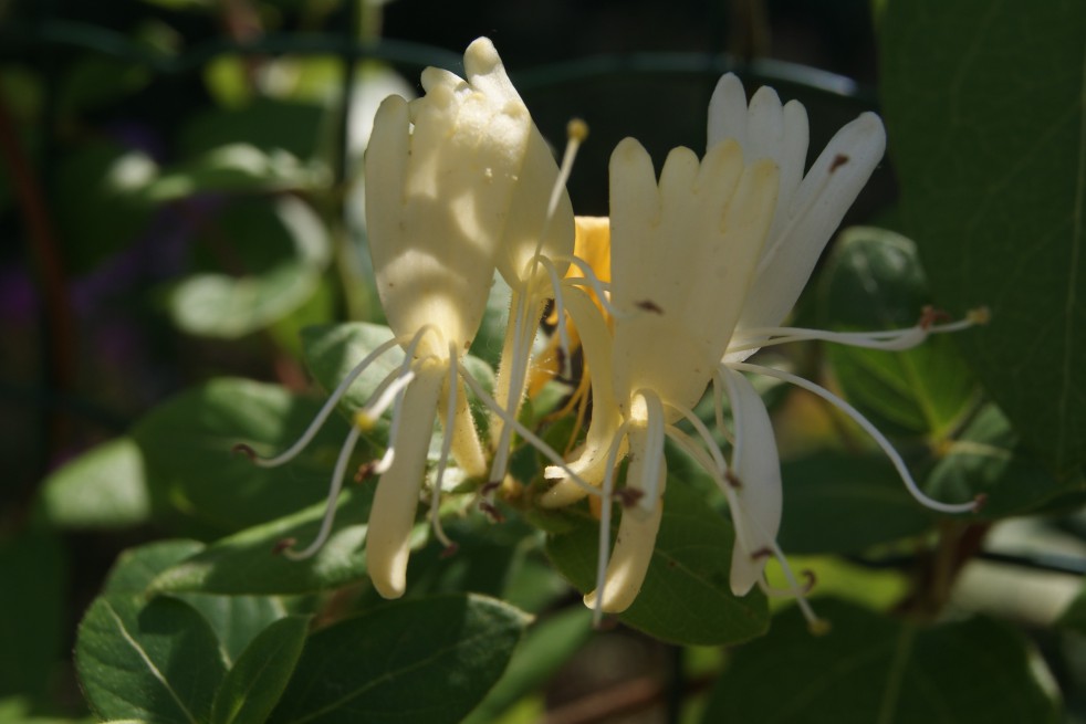 Chèvrefeuille Hall's Prolific