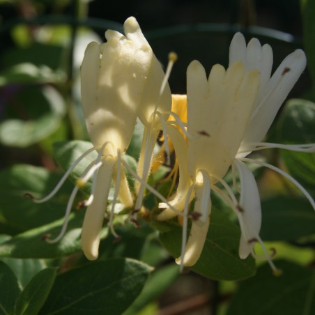 Chèvrefeuille Hall's Prolific