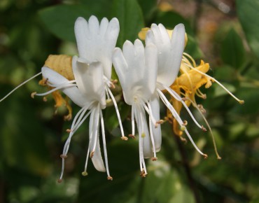 Chèvrefeuille Hall's Prolific