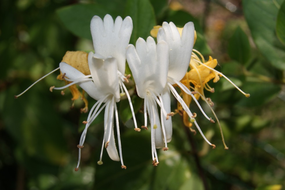 Kamperfoelie Hall's Prolific