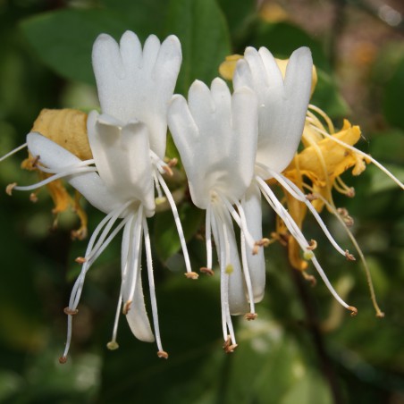 Honeysuckle Hall's Prolific