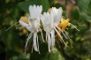 Kamperfoelie Hall's Prolific