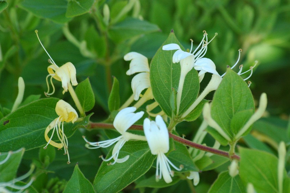 Kamperfoelie Hall's Prolific