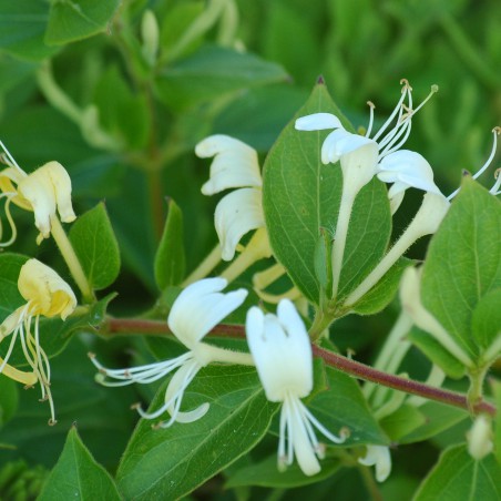 Chèvrefeuille Hall's Prolific