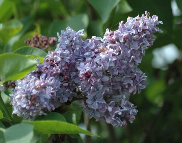 Lilas Président Grevy