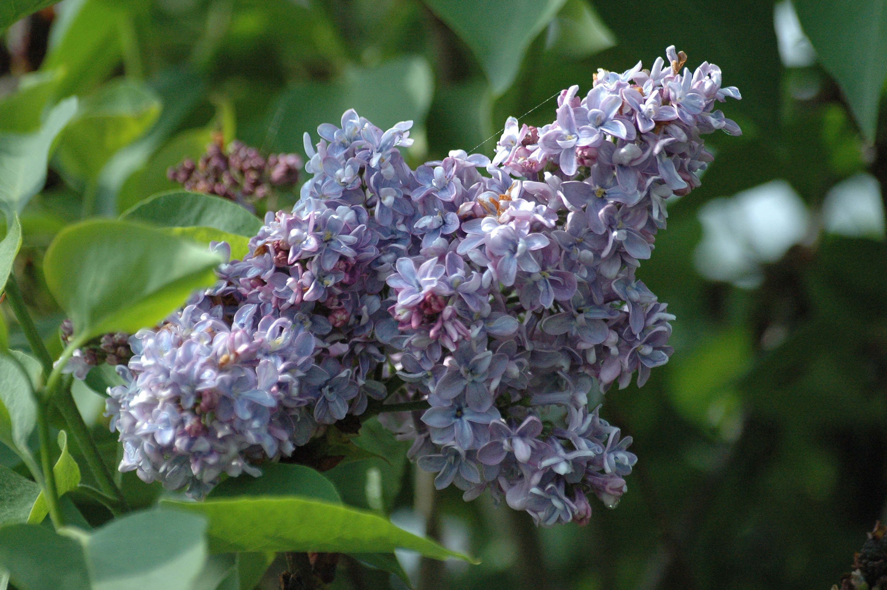 Lilas Président Grevy