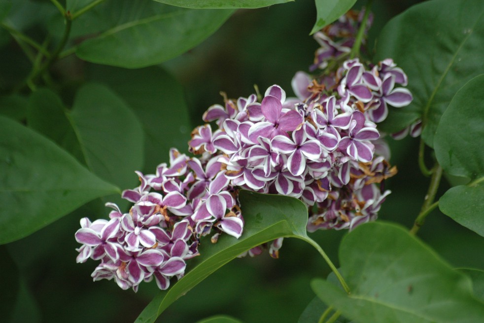 Lilac Sensation Lilac Sensation