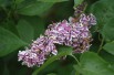 Lilac Sensation Lilac Sensation