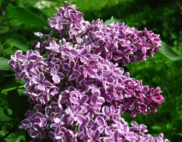 Lilac Sensation