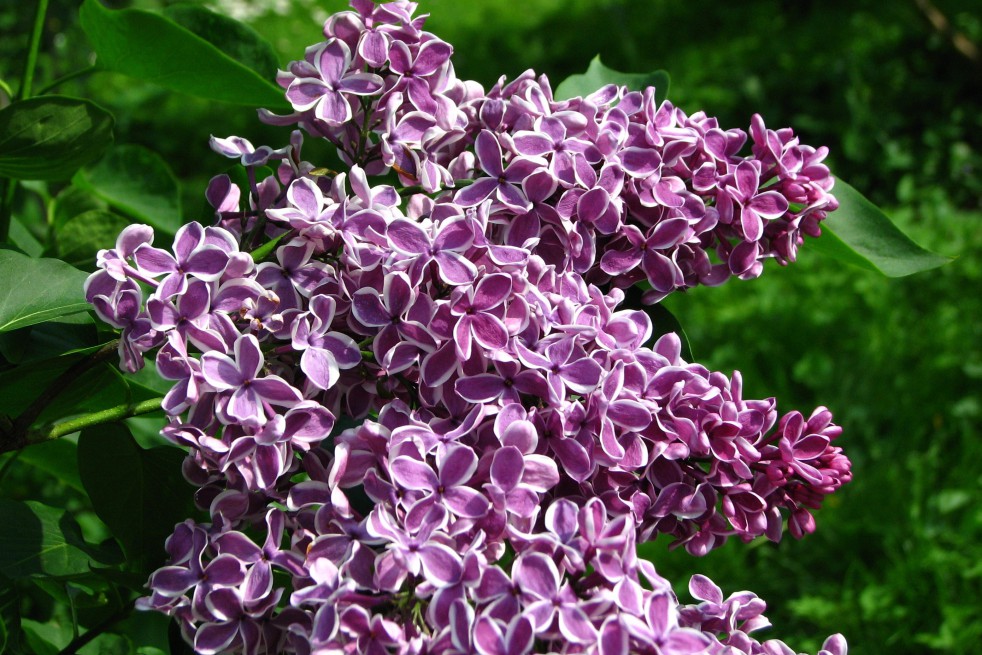 Lilac Sensation