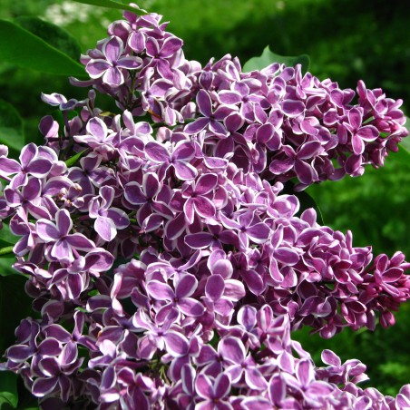 Lilas_Sensation(auteur:Kor!An) https://creativecommons.org/licenses/by-sa/3.0/legalcode.fr