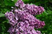 Lilac Sensation