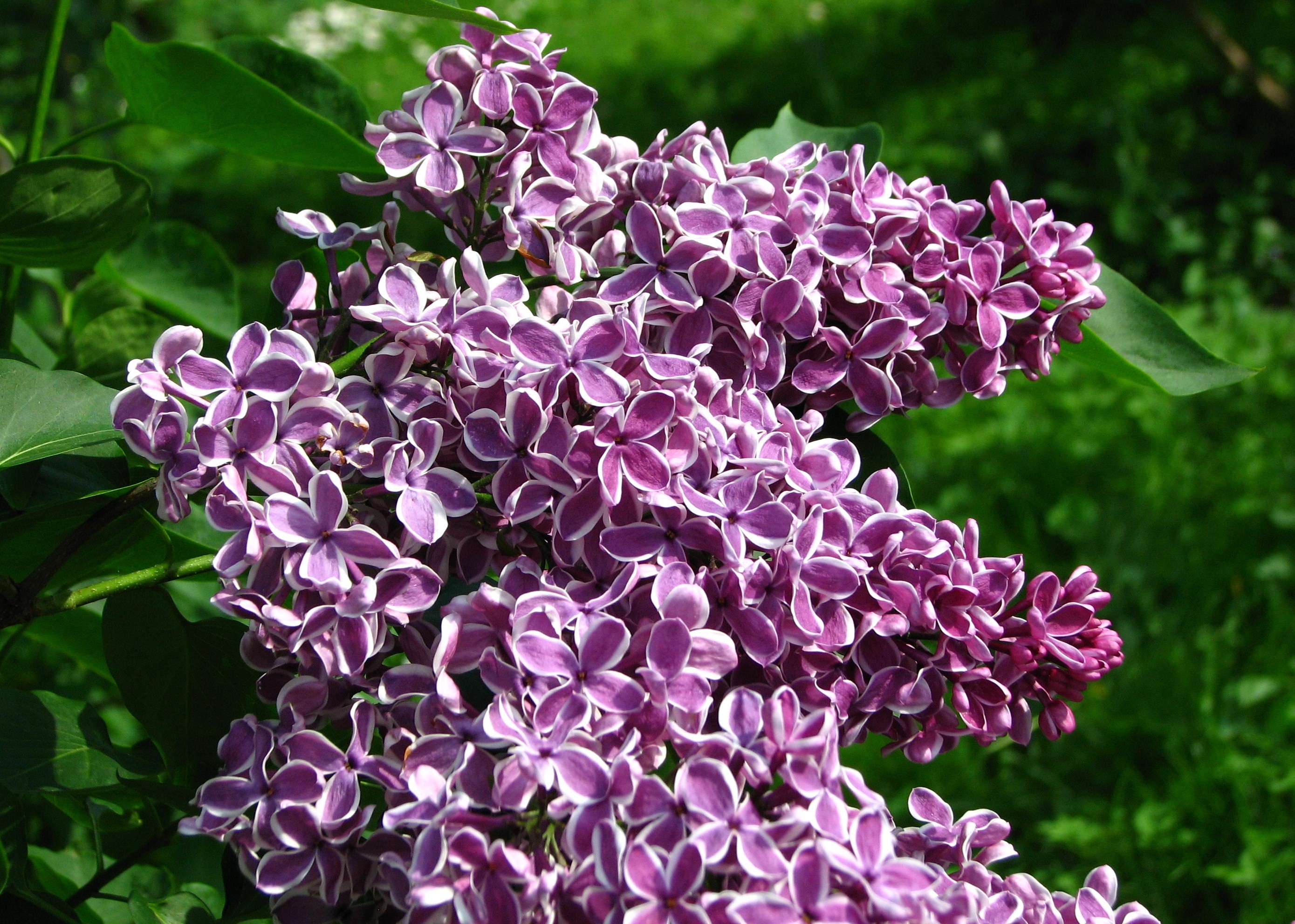 Lilas Sensation