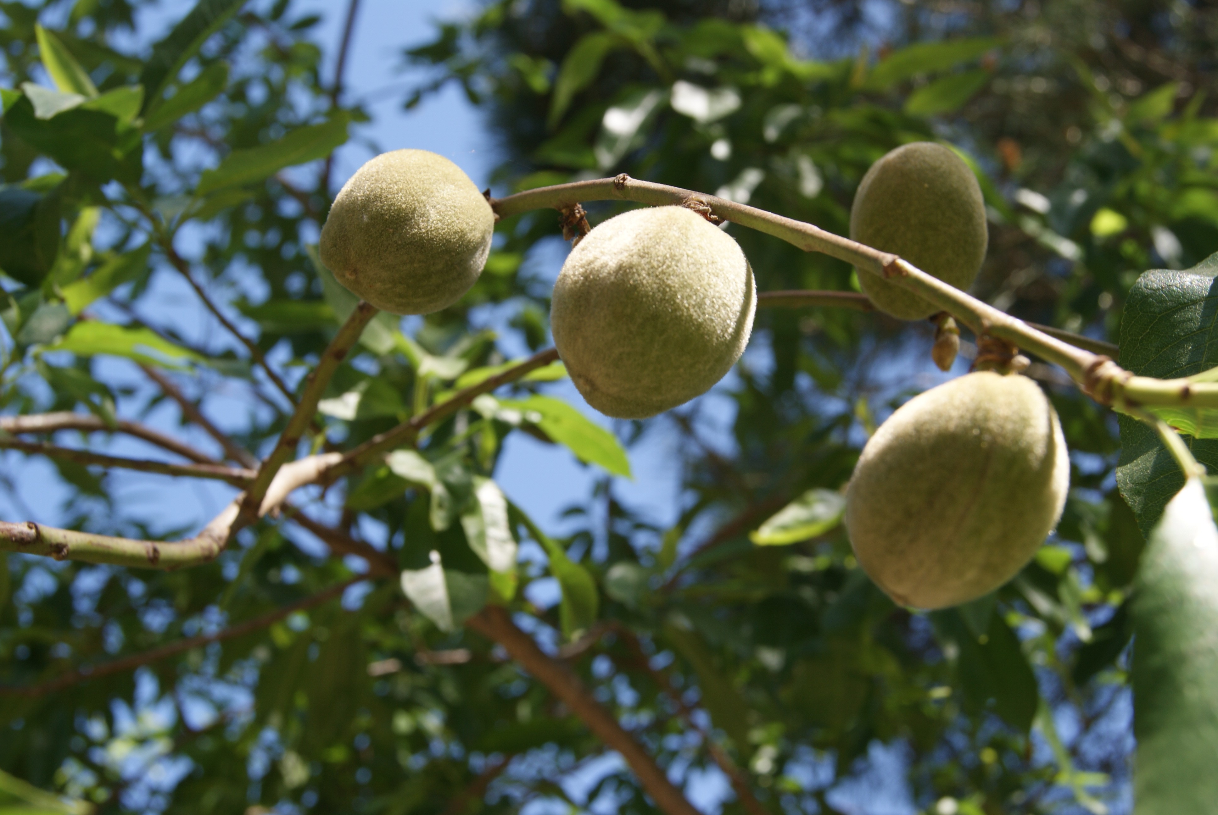 Almond tree Robijn