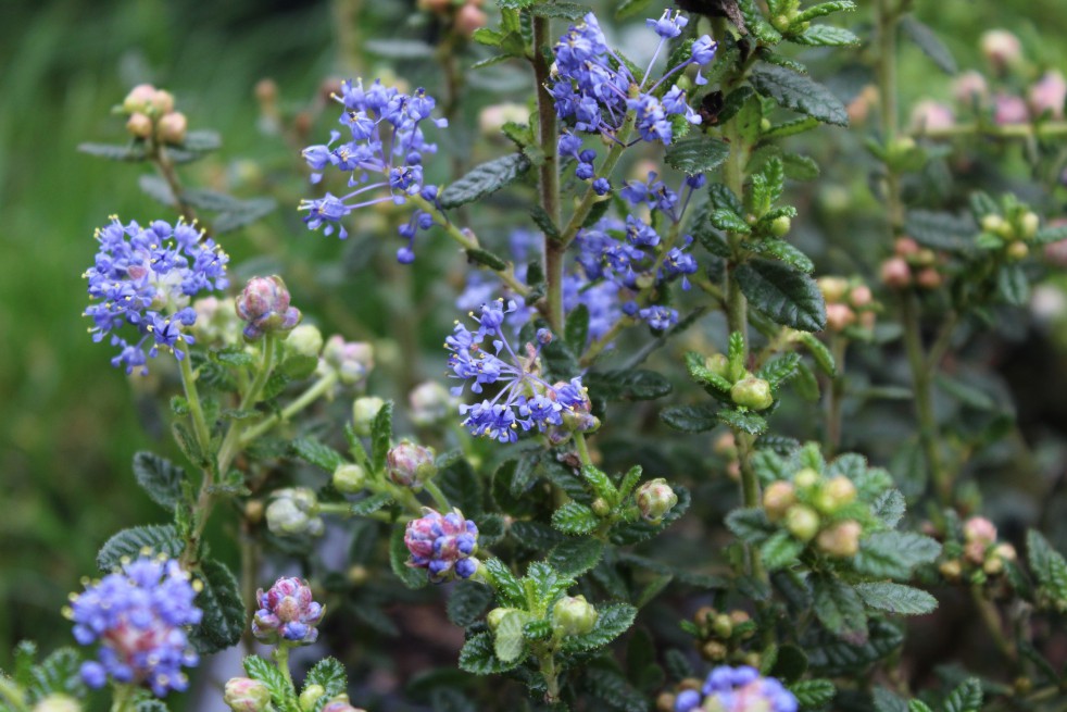 Lilas de Californie Puget Blue