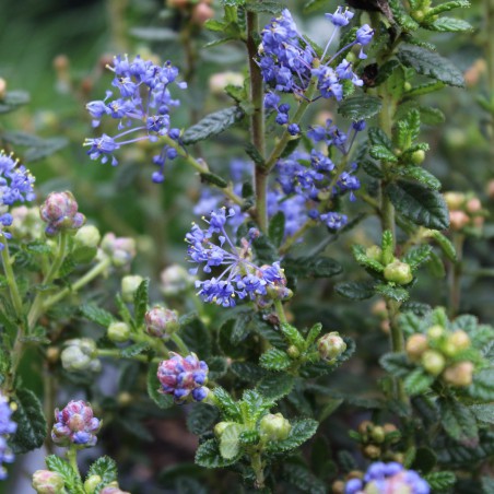 Lilas de Californie Puget Blue