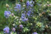 Amerikaanse sering Puget Blue