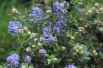 California Lilac Puget Blue