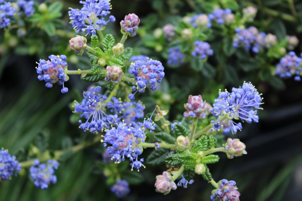 Amerikaanse sering Puget Blue