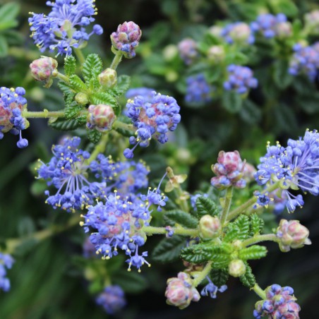 Amerikaanse sering Puget Blue