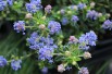 Lilas de Californie Puget Blue