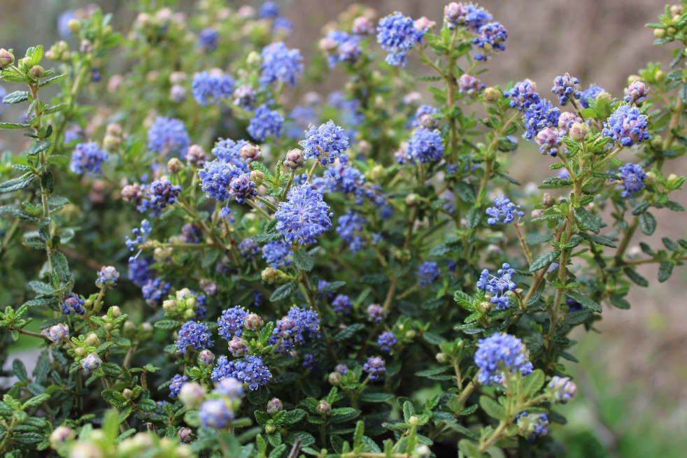 Lilas de Californie Puget Blue