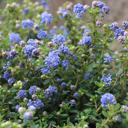 Lilas de Californie Puget Blue