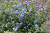 Amerikaanse sering Puget Blue