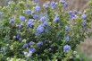 Lilas de Californie Puget Blue