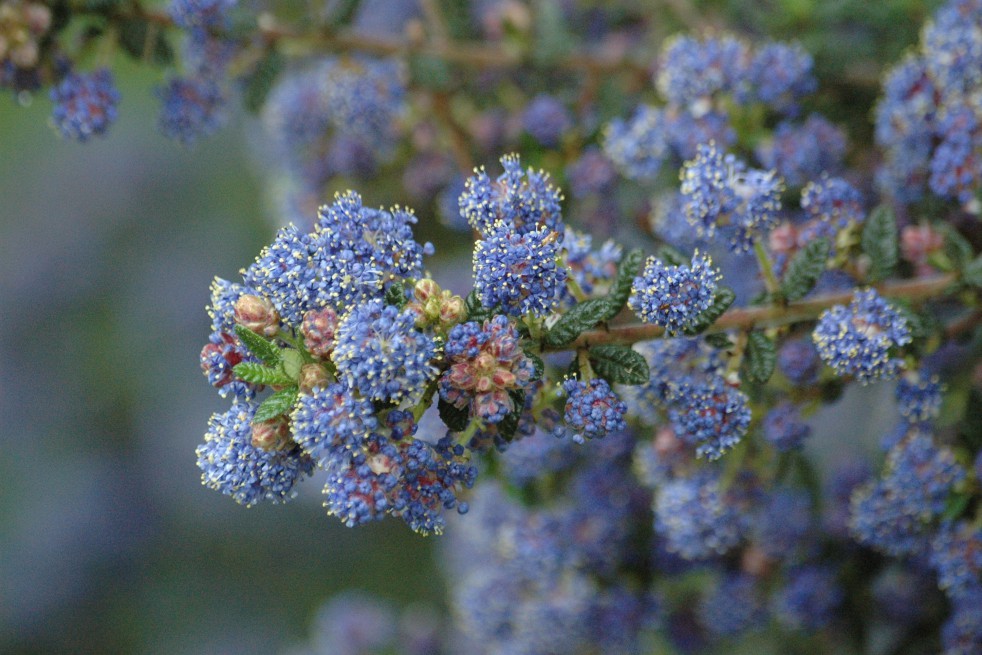 Amerikaanse sering Puget Blue