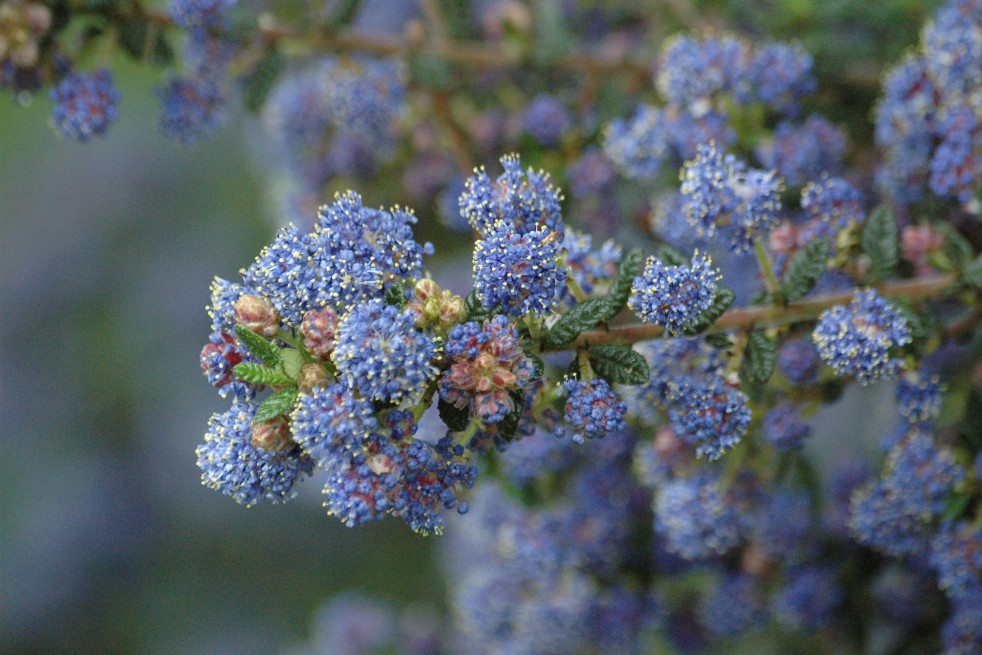 California Lilac Puget Blue