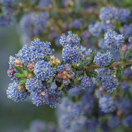 Lilas de Californie Puget Blue