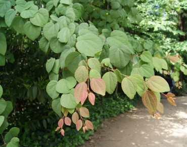 Japanese Katsura tree