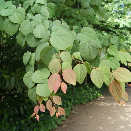 Arbre à caramel - Cercidiphyllum Japonicum