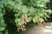 Arbre à caramel - Cercidiphyllum Japonicum