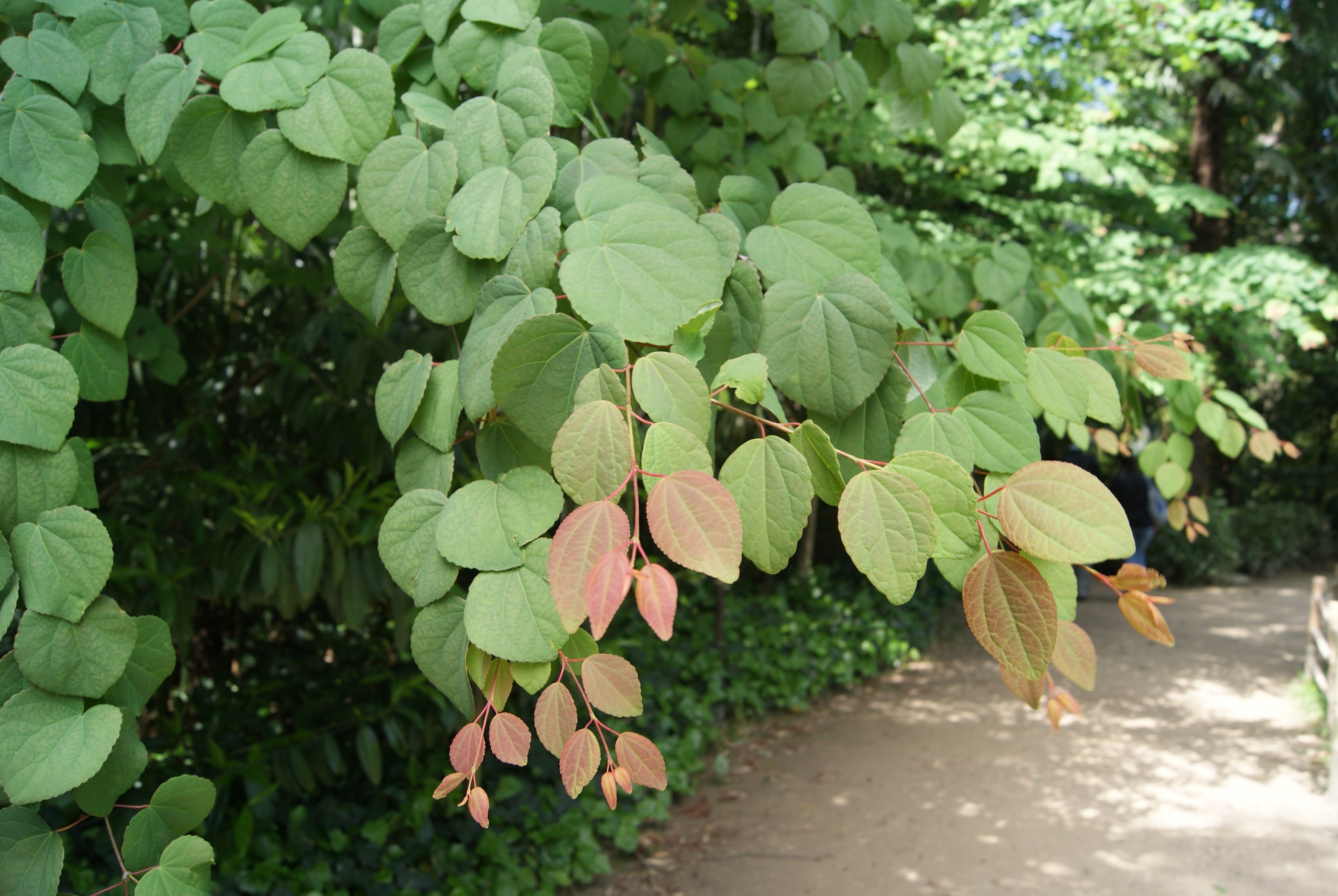 Katsuraboom - Cercidiphyllum japonicum