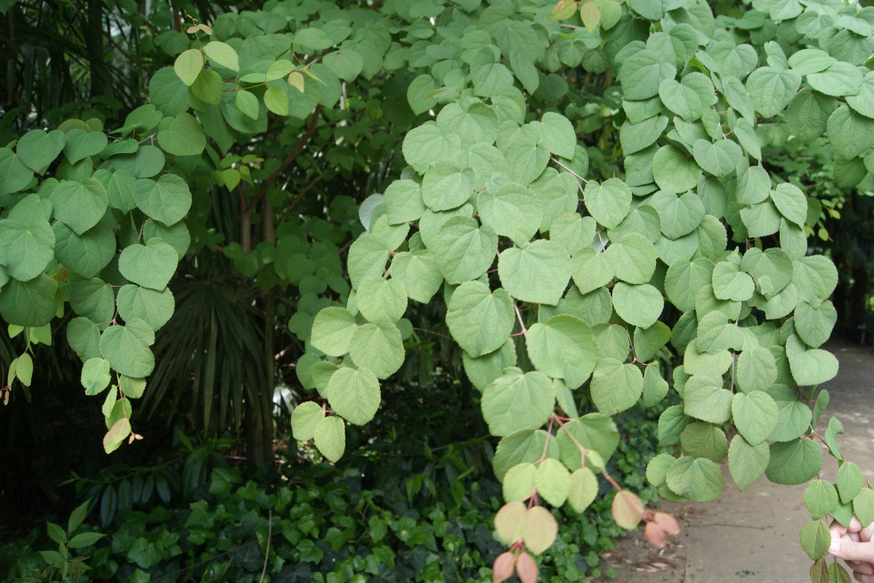 Arbre à caramel - Cercidiphyllum Japonicum