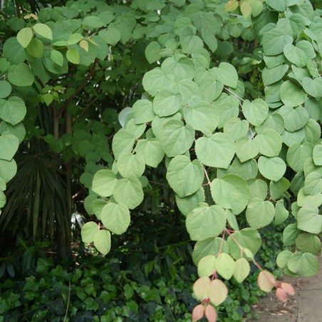 Katsuraboom - Cercidiphyllum japonicum