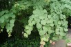 Arbre à caramel - Cercidiphyllum Japonicum