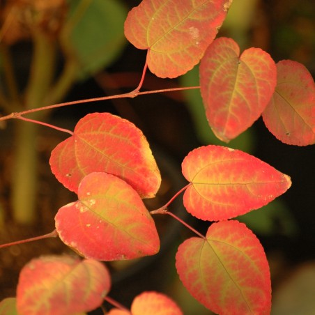 Japanese Katsura tree - Cercidiphyllum japonicum