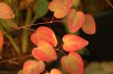 Arbre à caramel - Cercidiphyllum Japonicum