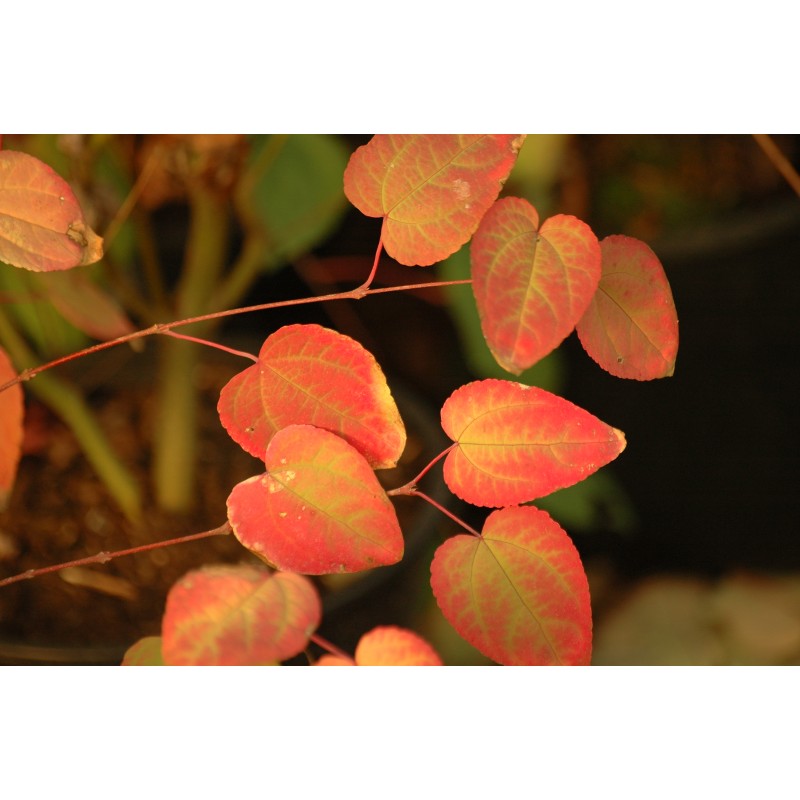 Japanese Katsura tree Cercidiphyllum japonicum