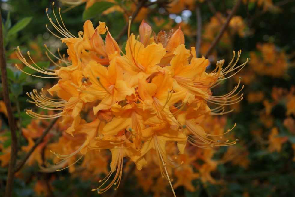 Azalée de Chine Klondyke - Azalea Mollis Knap-hill Klondyke