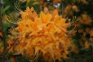 Chinese Azalea Feuerwerk