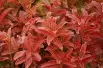 Chinese Azalea Feuerwerk