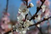 Abricotier Pêche de Nancy - Prunus Armeniaca